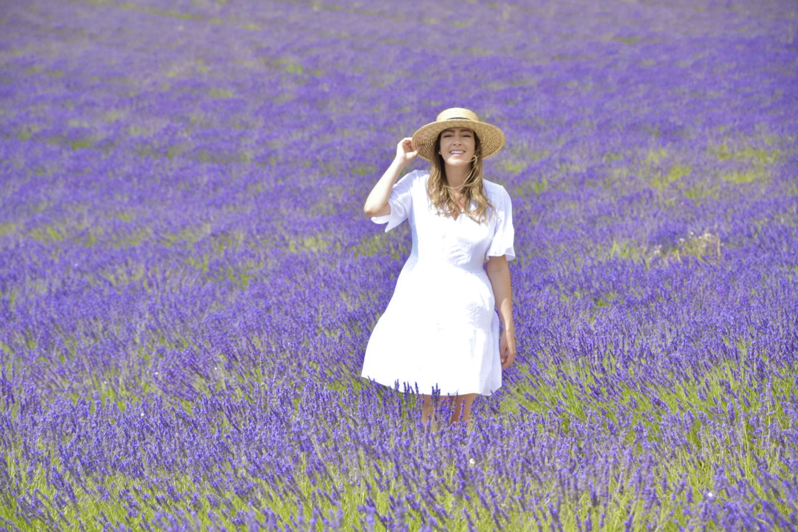 lavender tour france